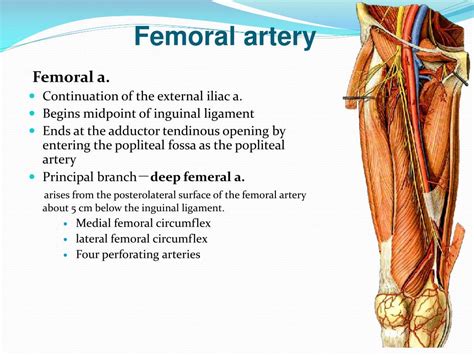 femoral artery pronunciation|femoral definition anatomy.
